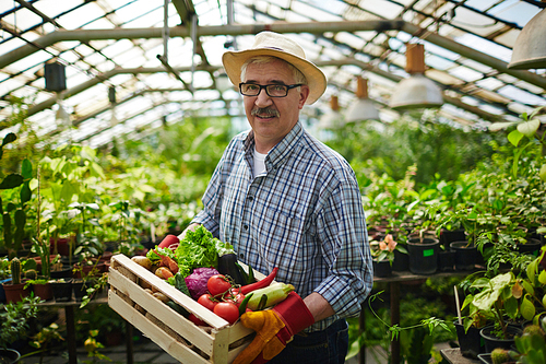 Portrait of smiling senior gardener wearing straw hat and glasses enjoying work in glasshouse, holding wooden box with fresh organic vegetables 