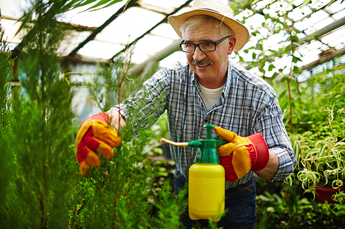 Portrait of smiling senior gardener wearing straw hat and glasses enjoying work in glasshouse, treating shrub saplings with chemicals using spray can