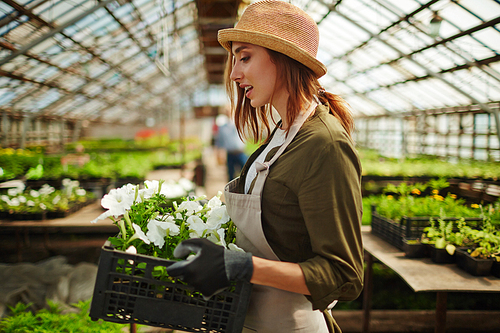 Portrait of smiling young woman wearing straw hat enjoying working in flower nursery glasshouse, holding box full of flower saplings and carrying it over