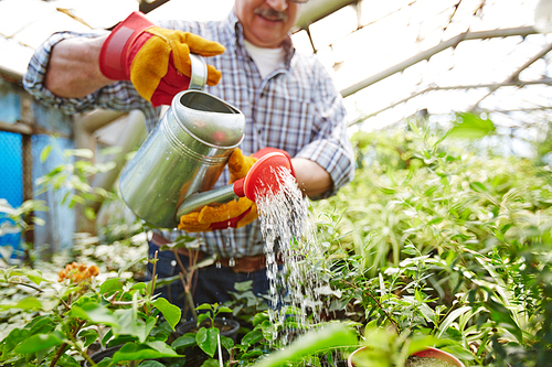 Closeup portrait of senior  man taking care of trees and shrubs in glasshouse, watering plants using metal can