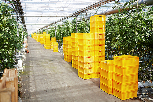 Green plantations of growing tomatoes and stacks of yellow plastic boxes near by