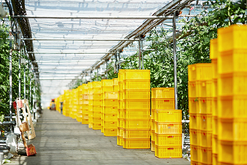 Interior of spacious greenhouse: orange plastic crates standing in row and waiting to be filled with ripe vegetables, no people
