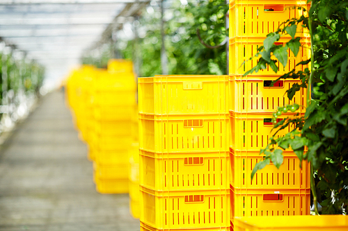 Stack of plastic orange crates waiting to be filled with ripe juicy fruits and vegetables, interior of spacious greenhouse on background