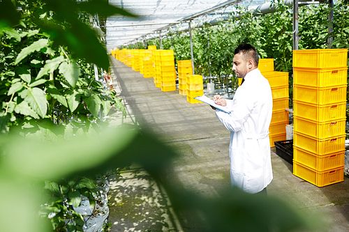 Profile view of concentrated scientist wearing white coat walking along modern spacious greenhouse and inspecting plants