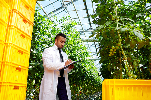 Agro-engineer in whitecoat making research in hothouse among tomato vegetation