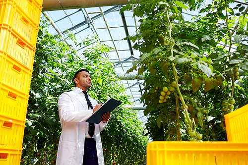 Profile view of satisfied agronomist wearing white coat analyzing quality of tomato plants and taking necessary notes, plastic crates with harvest on foreground