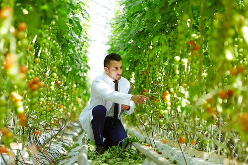 Contemporary greenhouse worker sitting on squats in aisle between tomato plants and learning their characteristics