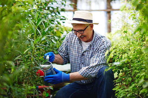 Portrait of  smiling old man wearing straw hat enjoying working in tree garden, watering plants using metal can and smiling sitting between rows of beds