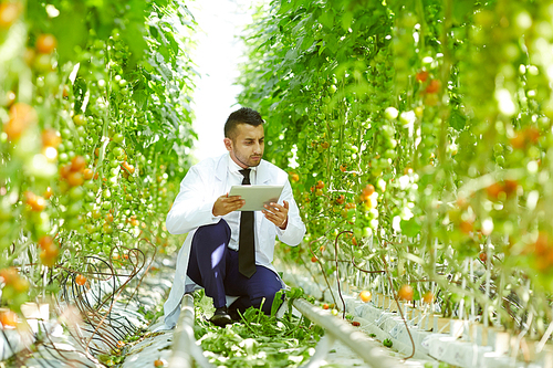 Confident young scientist with digital tablet in hands sitting on haunches while checking quality of tomato plants at modern greenhouse