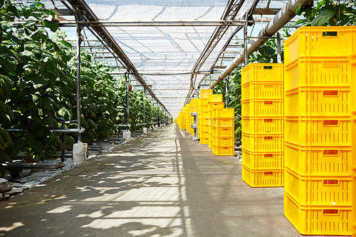 Stacks of yellow boxes standing along tomato plantation in greenhouse