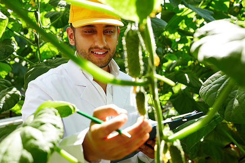 Smiling bearded farmer looking at small fruit of cucumber plant with pride while carrying out inspection at greenhouse