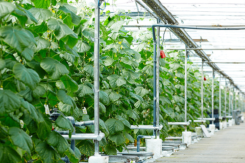 Long plantation of growing cucumbers in vast modern greenhouse