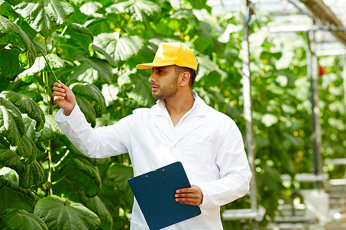 Young bearded greenhouse worker analyzing fruit quality of cucumber plant while carrying out inspection, blurred background