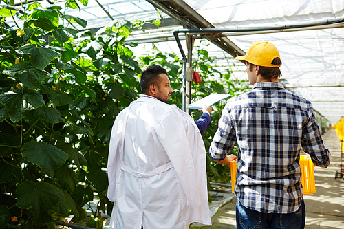 Back view of talented scientist giving recommendations to young worker while walking along spacious modern greenhouse