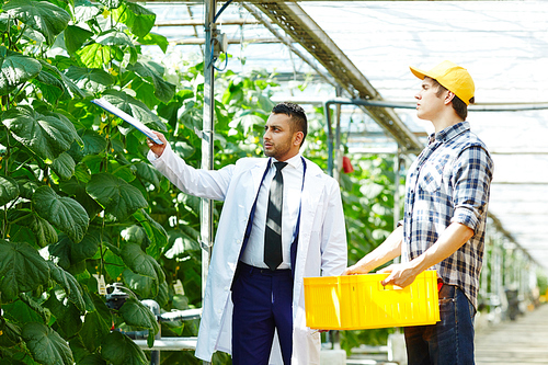 Owner of greenhouse asking one of workers to take special care of new sort of cucumbers