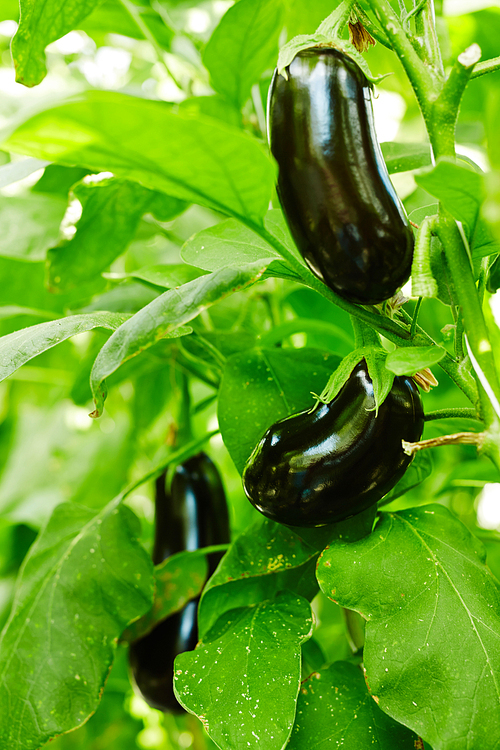 Close-up shot of ripe eggplants growing on bush at modern greenhouse