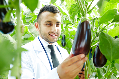 Owner of greenhouse looking at ripe aubergines among foliage