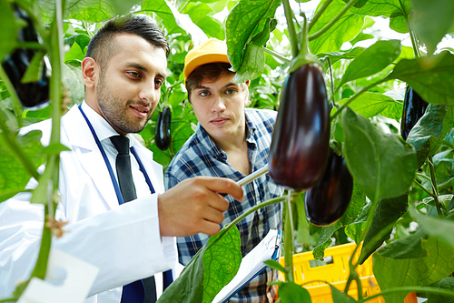 Professional selectionist showing new sort of aubergines to young worker of greenhouse