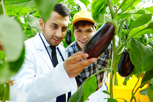Cheerful young greenhouse workers looking at ripe eggplant with pride while carrying out inspection