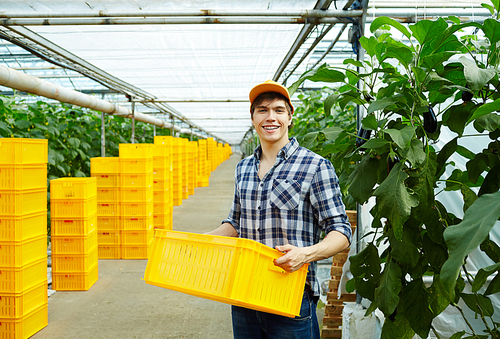 Happy greenhouse worker with plastic box standing in aisle between plantations