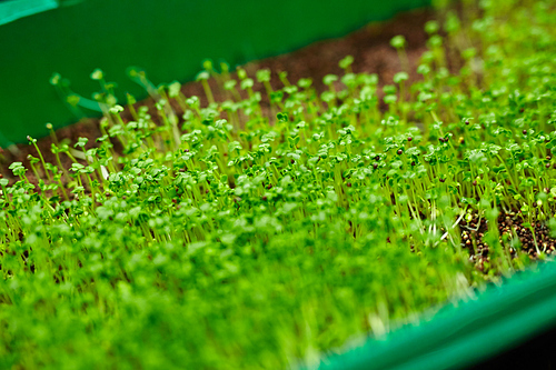 Background of growing fresh green watercress