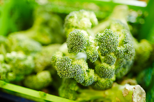 Pile of ripe freshly picked broccoli that may be used as background