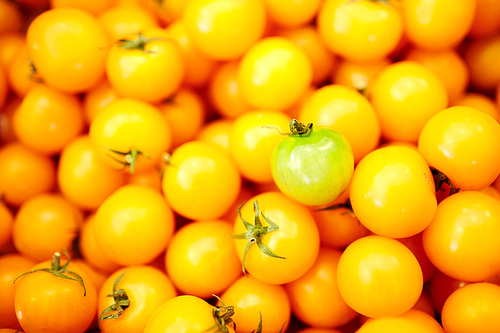 Green tomatoe among heap of yellow ones on marketplace