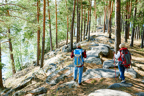 Couple of backpackers trekking in the forest on summer day