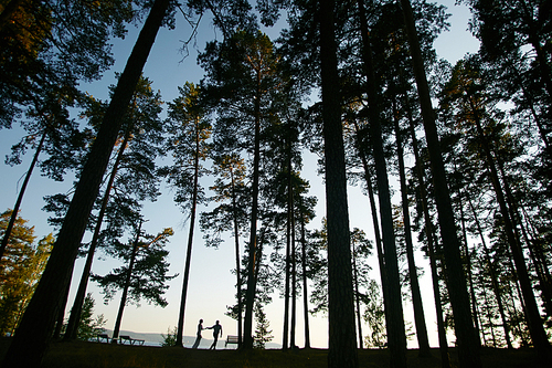 Silhouettes of amorous couple walking in park among pinetrees