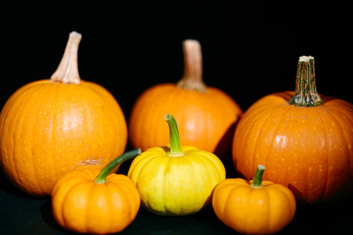 group of ripe pumpkins prepared for