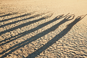 Shadows of seven friends with raised hands having fun on shore of picturesque lake