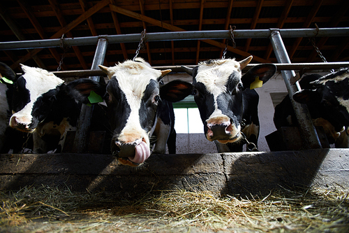 Low angle portrait of two cows  while eating hay in cowshed of dairy farm lit by sunlight