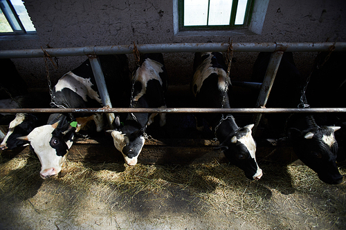 Top view at row of healthy black and white cows eating hay in cowshed of dairy farm, copy space