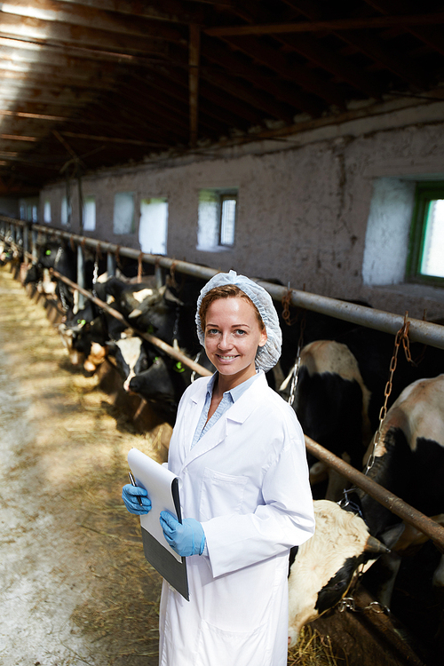Waist up portrait of cheerful female veterinarian  smiling happily while working with cows in stables of modern dairy farm, copy space