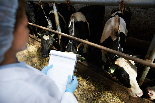 Scientific worker of modern kettlefarm with document standing by stable with dairy cows