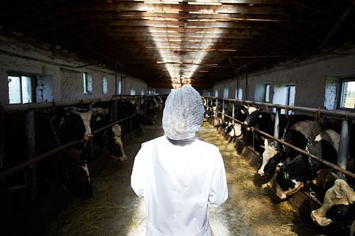 Back view portrait of unrecognizable veterinarian working with cows standing in stables of modern dairy farm, copy space