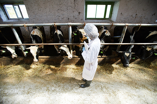 High angle portrait of unrecognizable veterinarian working with cows standing in stables of modern dairy farm, copy space