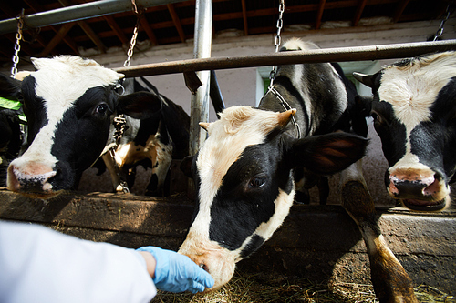 Close up of unrecognizable worker petting healthy black and white cows in stables of modern dairy farm, copy space