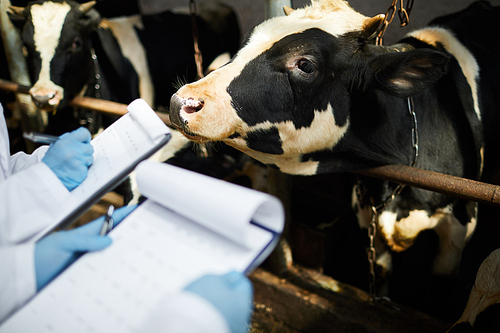 One of dairy cows in stable looking at professional farmer making notes in document