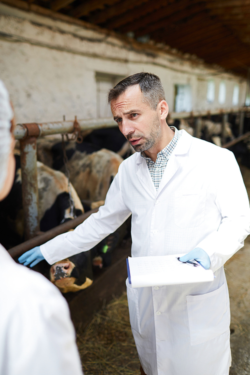 Portrait of mature farm worker wearing lab coat giving instructions to assistant while working with cattle, copy space