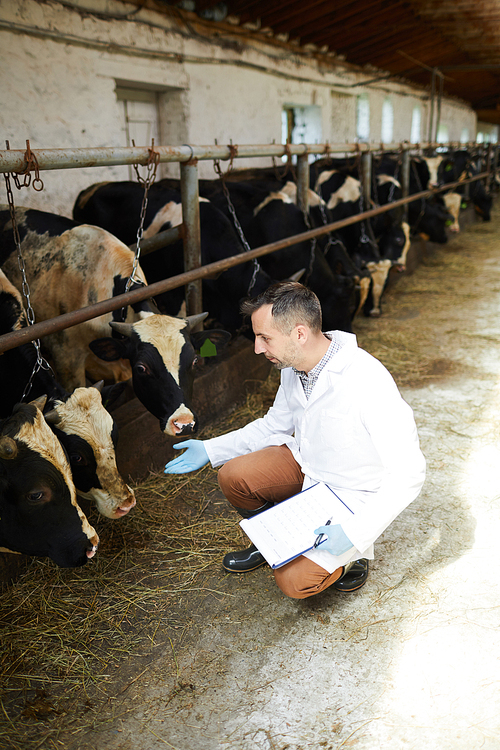 Full length portrait of mature farm worker sitting down in cowshed and examining cattle, copy space