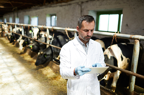 Waist up portrait of mature veterinarian or farm worker using digital tablet while working with cows at modern dairy factory, copy space