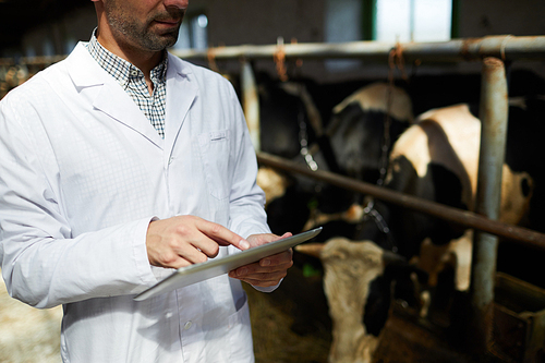 Mid section portrait of unrecognizable farm worker wearing lab coat using digital tablet while standing in cowshed, copy space
