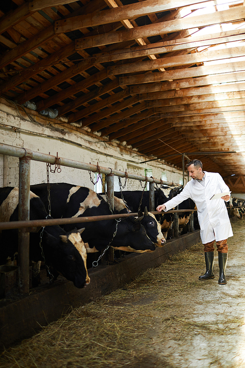 Full length portrait of mature farm worker wearing lab coat examining cows in cattle shed of dairy factory, copy space