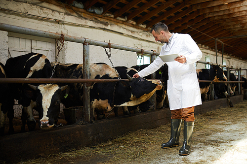 Young professional in whitecoat reading label on one of cows head during work in kettlefarm