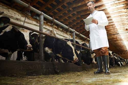 Low angle portrait of mature farm worker wearing lab coat using digital tablet standing in cowshed of dairy factory, copy space