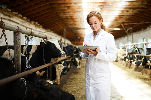 Young woman in whitecoat standing by cow stable and searching for data about livestock in the net