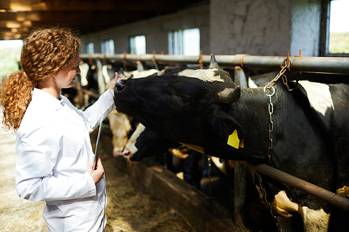 Side view portrait f young female veterinarian petting cows while working in shed of modern dairy farm, copy space