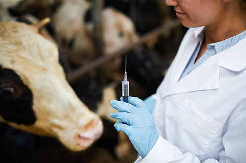 Closeup of veterinarian holding syringe ready to give vaccine shots to cows in dairy farm, copy space