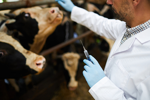 Gloved veterinarian in whitecoat holding syringe with injection for cow in stable